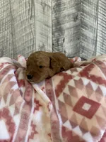 Bandit, a male Goldendoodle for sale in Munfordville, KY – Photo 2 of 2