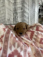 Bandit, a male Goldendoodle for sale in Munfordville, KY – Photo 1 of 2