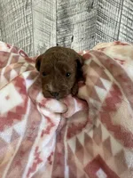 Ruby, a female Miniature Goldendoodle for sale in Munfordville, KY – 3 of 3