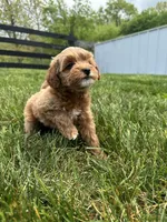 Sadie, a female Miniature Goldendoodle for sale in Munfordville, KY – Photo 2 of 8