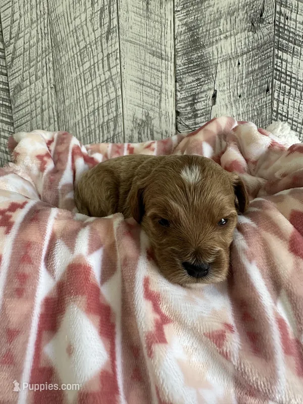Sadie – Goldendoodle puppy for sale in Munfordville, KY