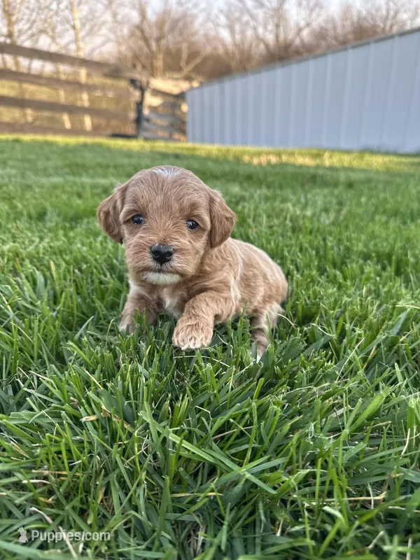 Sadie – Goldendoodle puppy for sale in Munfordville, KY