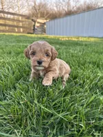 Sadie, a female Miniature Goldendoodle for sale in Munfordville, KY – Photo 3 of 8