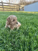 Sadie, a female Miniature Goldendoodle for sale in Munfordville, KY – Photo 5 of 8