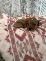 Sadie, a female Goldendoodle for sale in Munfordville, KY – Photo 3 of 3