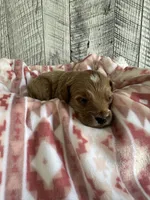 Sadie, a female Goldendoodle for sale in Munfordville, KY – Photo 2 of 3