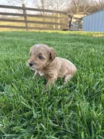 Sadie, a female Miniature Goldendoodle for sale in Munfordville, KY – Photo 4 of 8