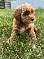 Sadie, a female Miniature Goldendoodle for sale in Munfordville, KY – Photo 1 of 8