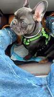 Montana, a  French Bulldog for sale in Richmond City, VA – 3 of 4