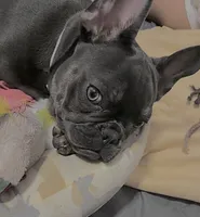 Montana, a  French Bulldog for sale in Richmond City, VA – 2 of 4