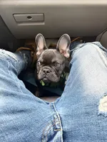 Montana, a  French Bulldog for sale in Richmond City, VA – 4 of 4