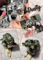 Dustie, a male Chihuahua for sale in South Charleston, OH – 3 of 4