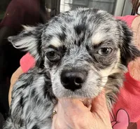 Dustie, a male Chihuahua for sale in South Charleston, OH – 2 of 4