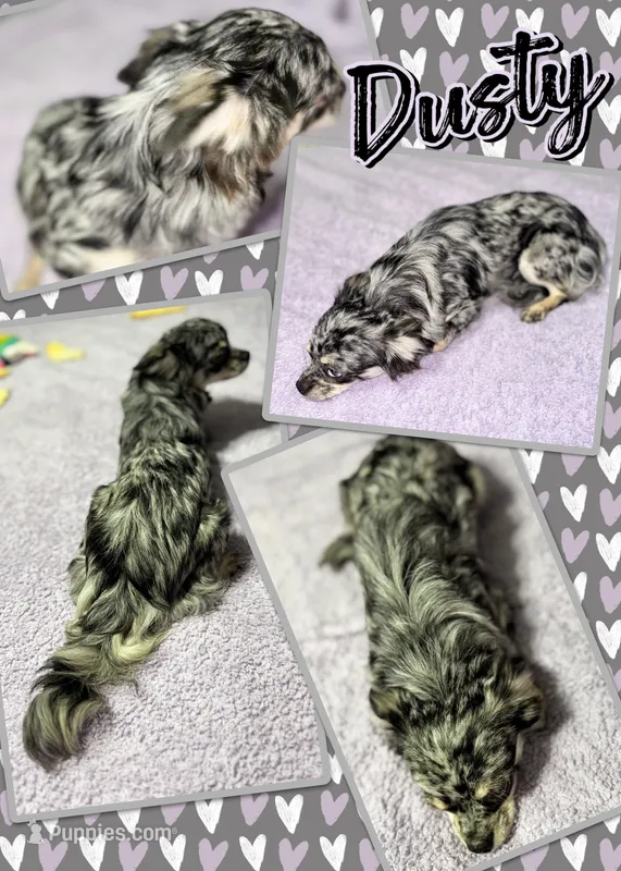Dustie – Chihuahua puppy for sale in South Charleston, OH