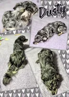 Dustie, a male Chihuahua for sale in South Charleston, OH – 1 of 4