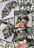 Dustie, a male Chihuahua for sale in South Charleston, OH – 4 of 4