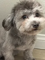 Sandy, a male Maltipoo for sale in Los Angeles, CA – 4 of 4