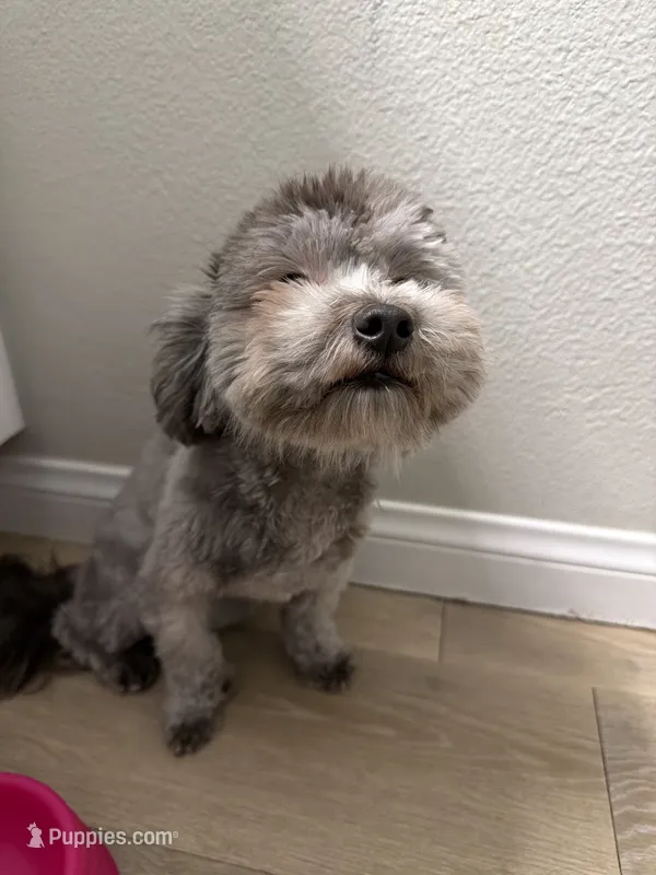 Sandy – Maltipoo puppy for sale in Los Angeles, CA
