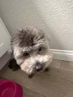 Sandy, a male Maltipoo for sale in Los Angeles, CA – 3 of 4