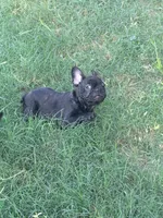 Boy 1, a male French Bulldog for sale in Ingleside, TX – 2 of 4