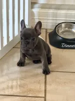Boy 2, a male French Bulldog for sale in Ingleside, TX – 3 of 3