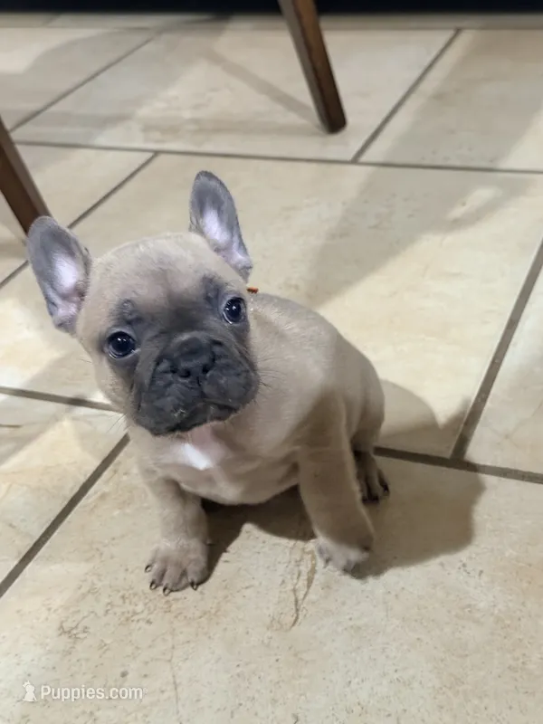 Boy 4 – French Bulldog puppy for sale in Ingleside, TX