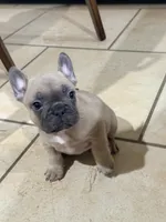 Boy 4, a male French Bulldog for sale in Ingleside, TX – 1 of 3