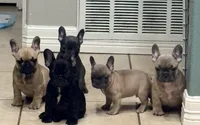 Girl 1, a female French Bulldog for sale in Ingleside, TX – 2 of 2