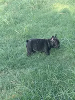 Boy 1, a male French Bulldog for sale in Ingleside, TX – 4 of 4