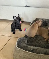 Boy 1, a male French Bulldog for sale in Ingleside, TX – 3 of 4
