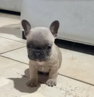 Boy 4, a male French Bulldog for sale in Ingleside, TX – 2 of 3