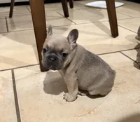 Boy 3, a male French Bulldog for sale in Ingleside, TX – 1 of 4