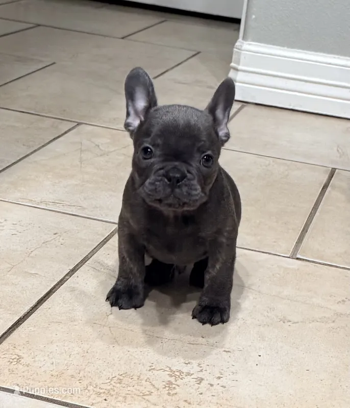 Boy 2 – French Bulldog puppy for sale in Ingleside, TX