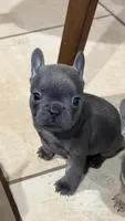 Boy 2, a male French Bulldog for sale in Ingleside, TX – 2 of 3