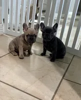 Boy 3, a male French Bulldog for sale in Ingleside, TX – 2 of 4