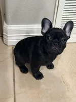 Boy 1, a male French Bulldog for sale in Ingleside, TX – 1 of 4
