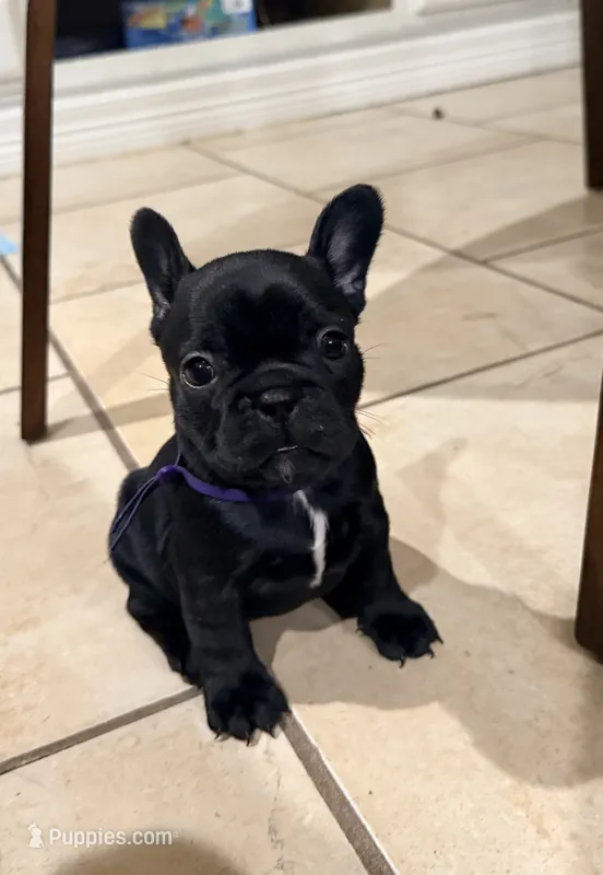 Girl 1 – French Bulldog puppy for sale in Ingleside, TX