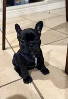 Girl 1, a female French Bulldog for sale in Ingleside, TX – 1 of 2