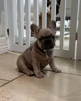 Boy 3, a male French Bulldog for sale in Ingleside, TX – 4 of 4