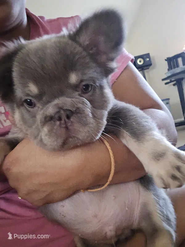 TAZ A.K.A FLUFFY MAN – French Bulldog puppy for sale in Snellville, GA