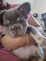 TAZ A.K.A FLUFFY MAN, a male French Bulldog for sale in Snellville, GA – 1 of 4