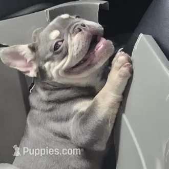 Diego  – French Bulldog puppy for sale in Snellville, GA
