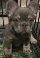 TAZ A.K.A FLUFFY MAN, a male French Bulldog for sale in Snellville, GA – 2 of 4