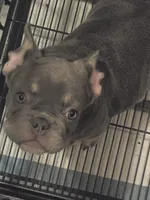 Stelle , a male French Bulldog for sale in Snellville, GA – 3 of 4