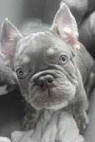 Stelle , a male French Bulldog for sale in Snellville, GA – 4 of 4