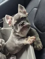 Stelle , a male French Bulldog for sale in Snellville, GA – 2 of 4