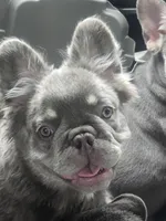 TAZ A.K.A FLUFFY MAN, a male French Bulldog for sale in Snellville, GA – 4 of 4