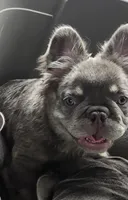 TAZ A.K.A FLUFFY MAN, a male French Bulldog for sale in Snellville, GA – 3 of 4