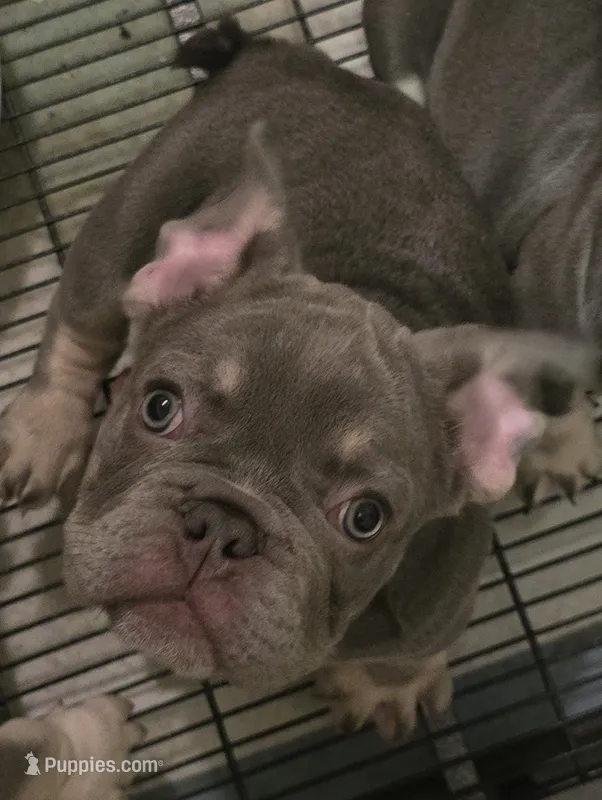 Stelle  – French Bulldog puppy for sale in Snellville, GA