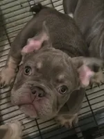 Stelle , a male French Bulldog for sale in Snellville, GA – 1 of 4